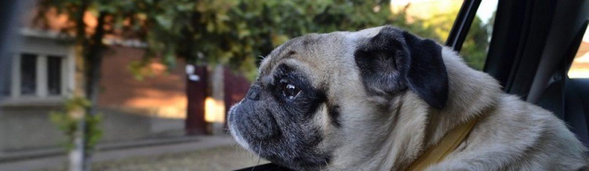 Steps To Get Your Pets Ready For A Cross-Country Move