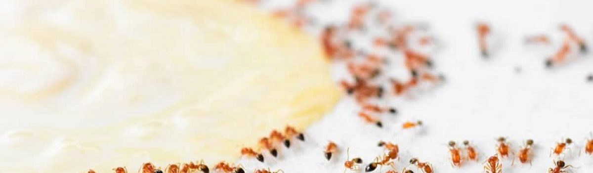 Avoiding Pests When Relocating