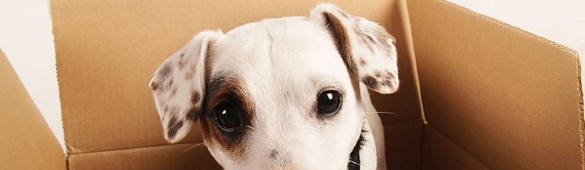 Eight Tips For Moving With Dogs