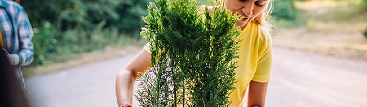 Relocating House Plants