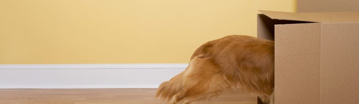 Changing Homes with Fur Babies